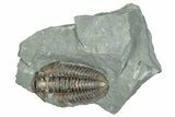 Bargain, Prone Flexicalymene Trilobite Fossil - Indiana #289959-1